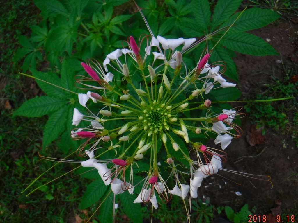 Cleome